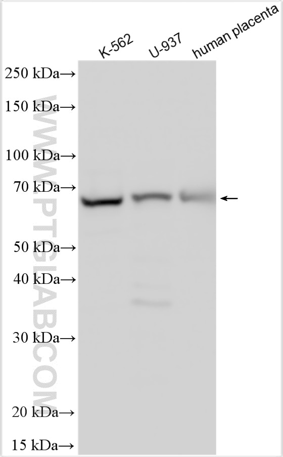 Western Blot (WB) analysis of various lysates using DARS2 Polyclonal antibody (13807-1-AP)