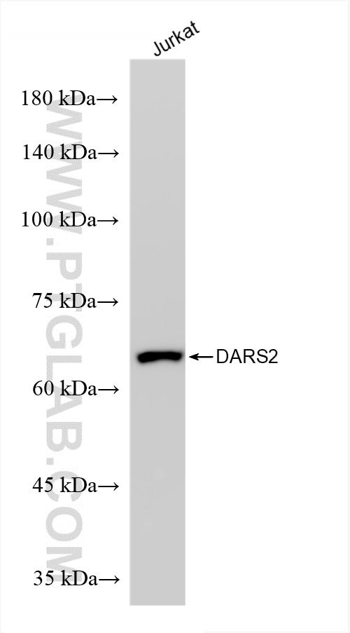 Western Blot (WB) analysis of Jurkat cells using DARS2 Recombinant antibody (85691-2-RR)