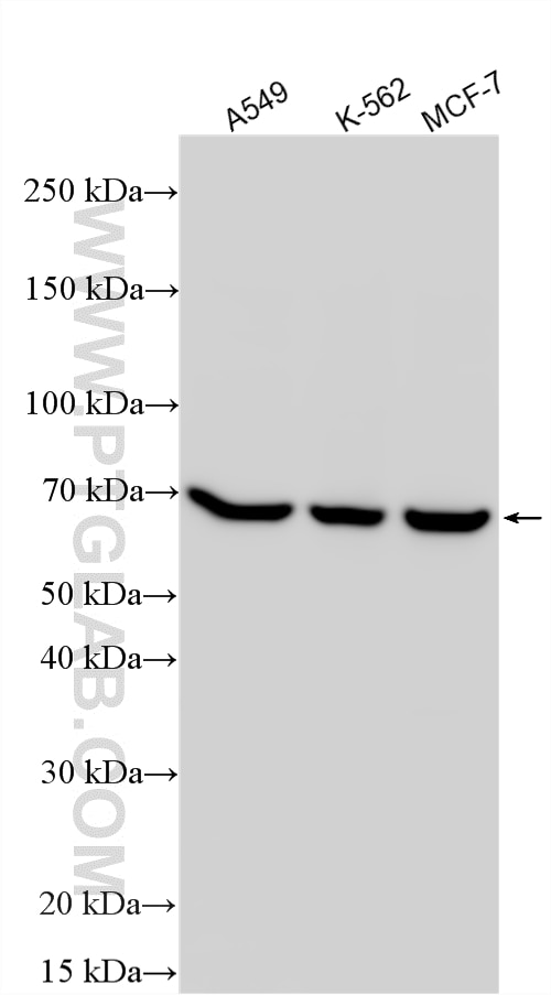 Various lysates were subjected to SDS PAGE followed by western blot with RMX00040 (DARS2 antibody) at dilution of 1:10000 incubated at room temperature for 1.5 hours. Western Blot (WB) analysis of various lysates using Multi-rAb® DARS2 Multi-Recombinant antibody (RMX00040)