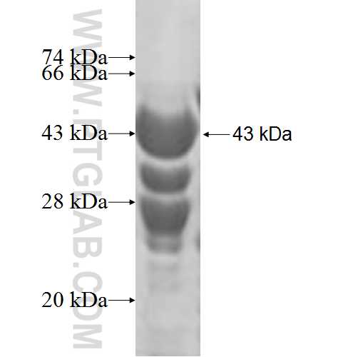 DARS2 fusion protein Ag5032 SDS-PAGE