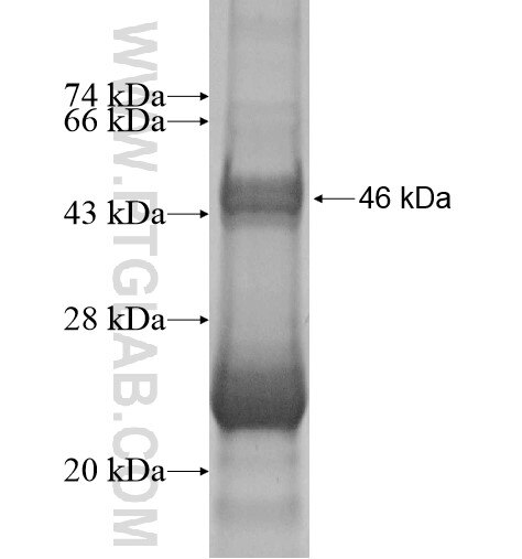 DAX-1 fusion protein Ag14136 SDS-PAGE