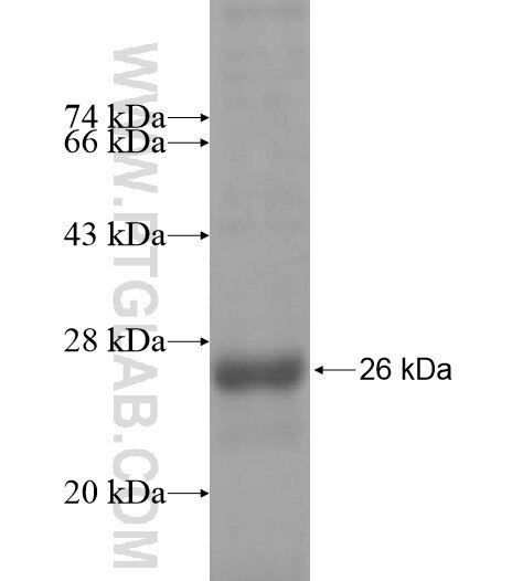 DAX-1 fusion protein Ag14416 SDS-PAGE