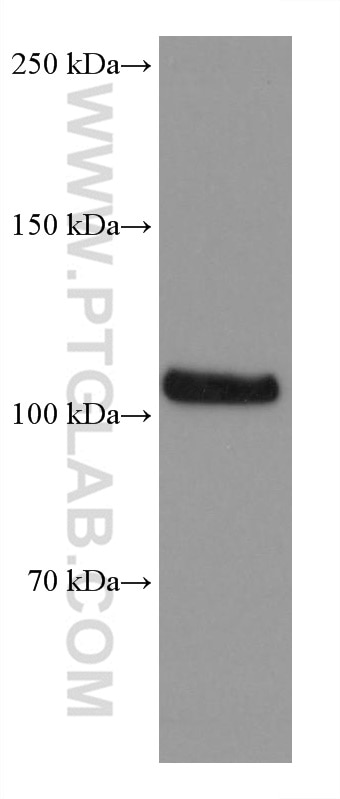 Western Blot (WB) analysis of Raji cells using DAXX Monoclonal antibody (67879-1-Ig)