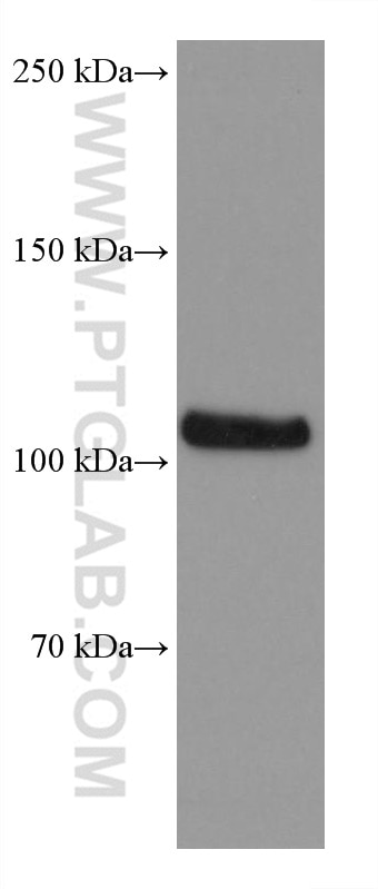 WB analysis of Raji using 67879-1-Ig