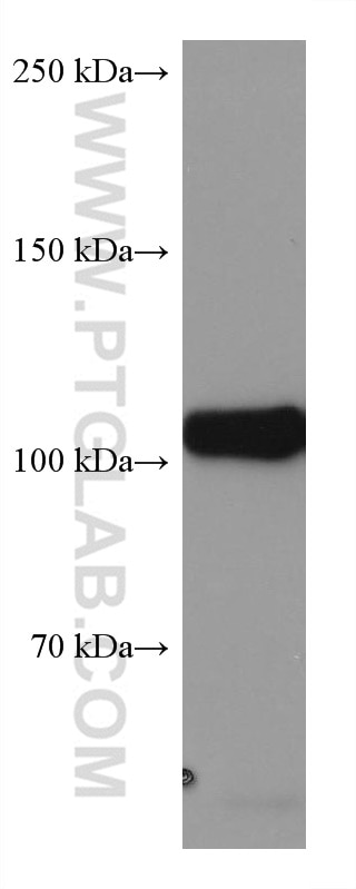 Western Blot (WB) analysis of Daudi cells using DAXX Monoclonal antibody (67879-1-Ig)