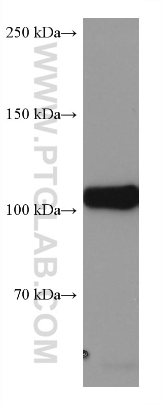 Western Blot (WB) analysis of Daudi cells using DAXX Monoclonal antibody (67879-1-Ig)