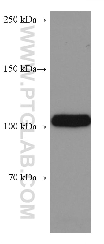 Western Blot (WB) analysis of MOLT-4 cells using DAXX Monoclonal antibody (67879-1-Ig)