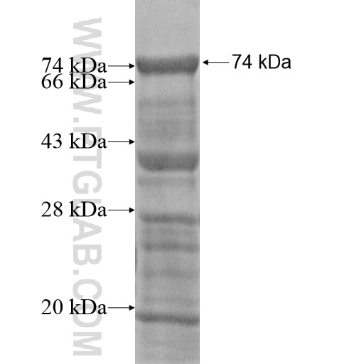 DAXX fusion protein Ag14519 SDS-PAGE
