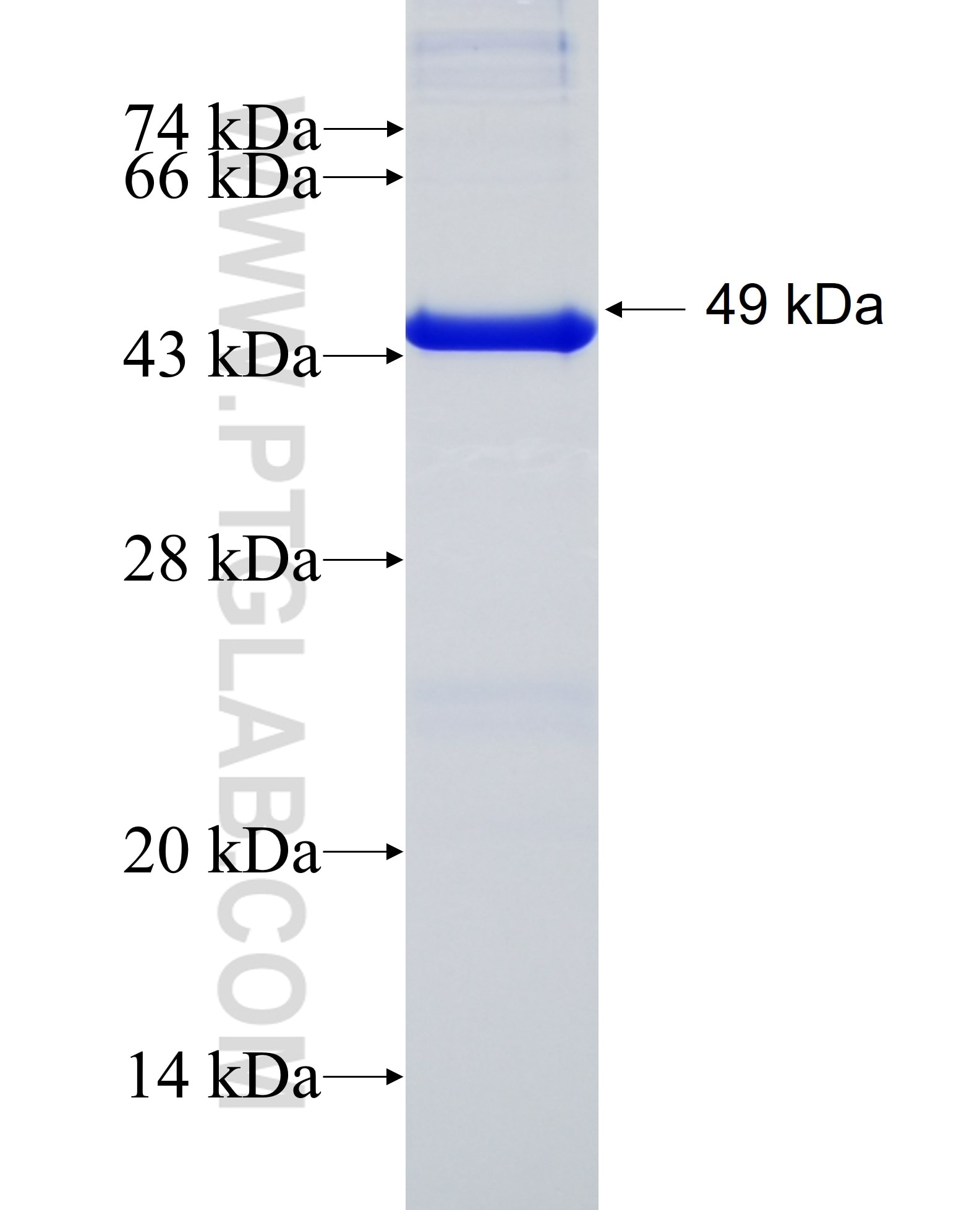 DAXX fusion protein Ag14606 SDS-PAGE