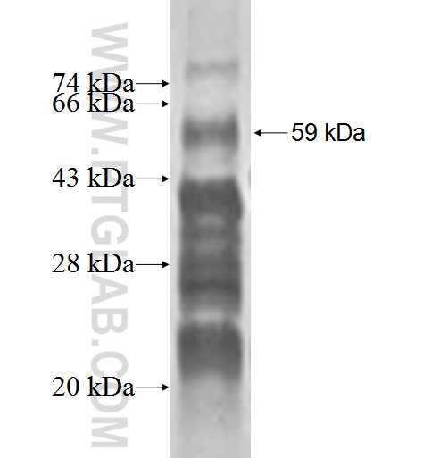 DAZAP1 fusion protein Ag1603 SDS-PAGE