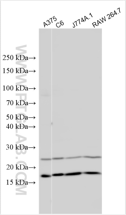 Western Blot (WB) analysis of various lysates using DAZAP2 Polyclonal antibody (15210-1-AP)