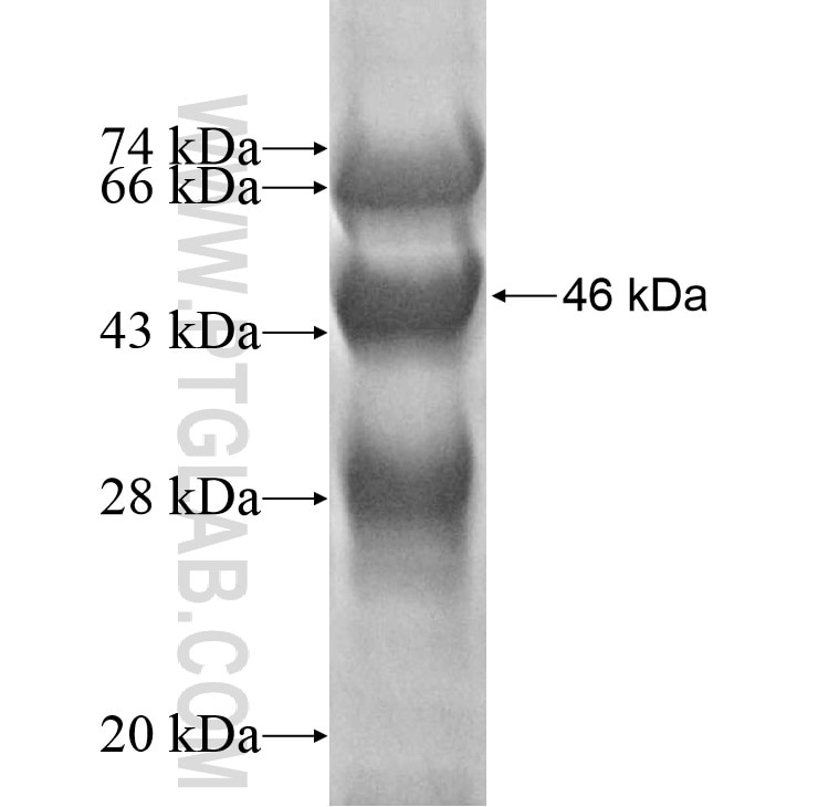 DAZAP2 fusion protein Ag7364 SDS-PAGE