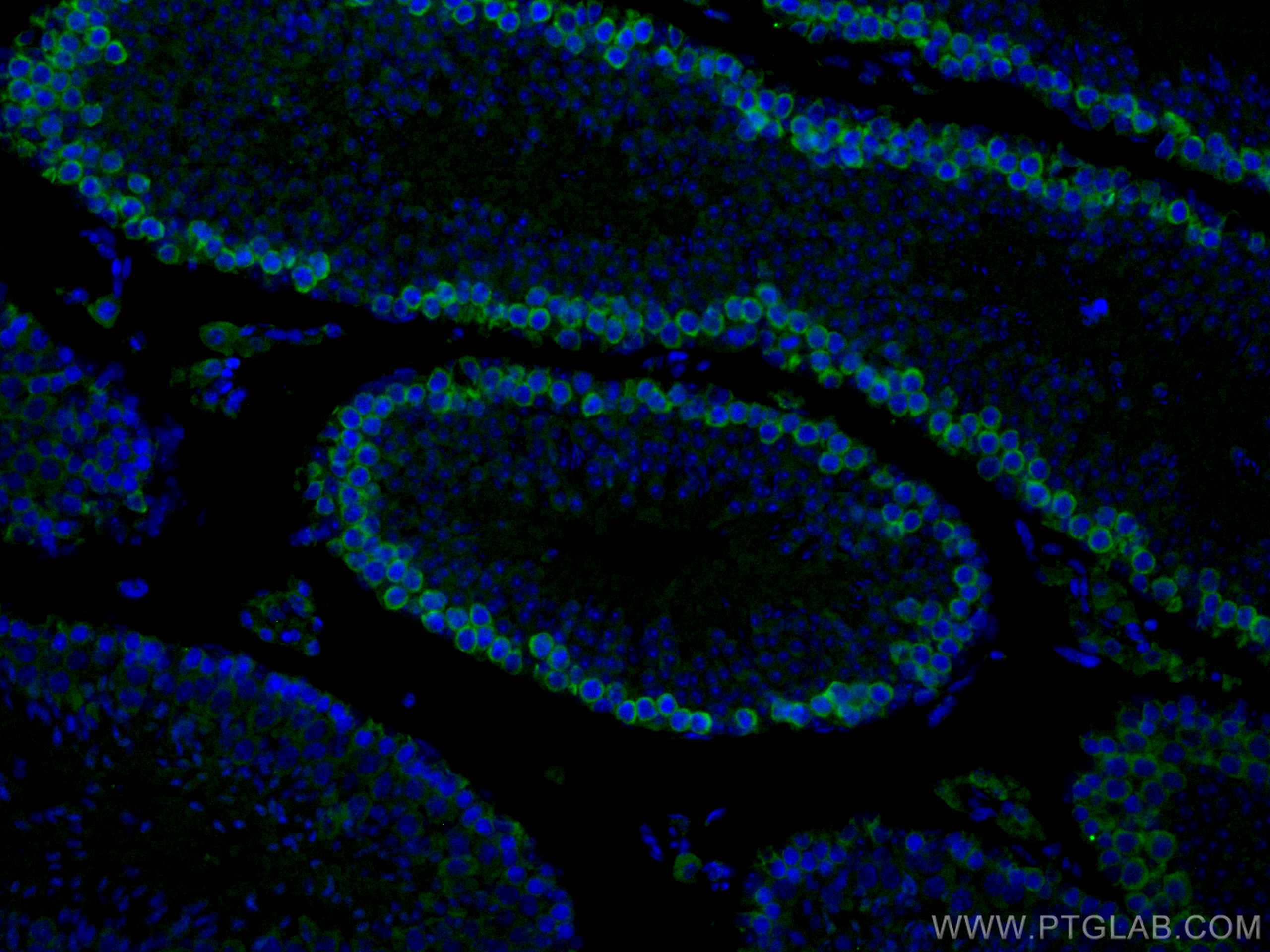 Immunofluorescence (IF) / fluorescent staining of mouse testis tissue using DAZL Polyclonal antibody (12633-1-AP)