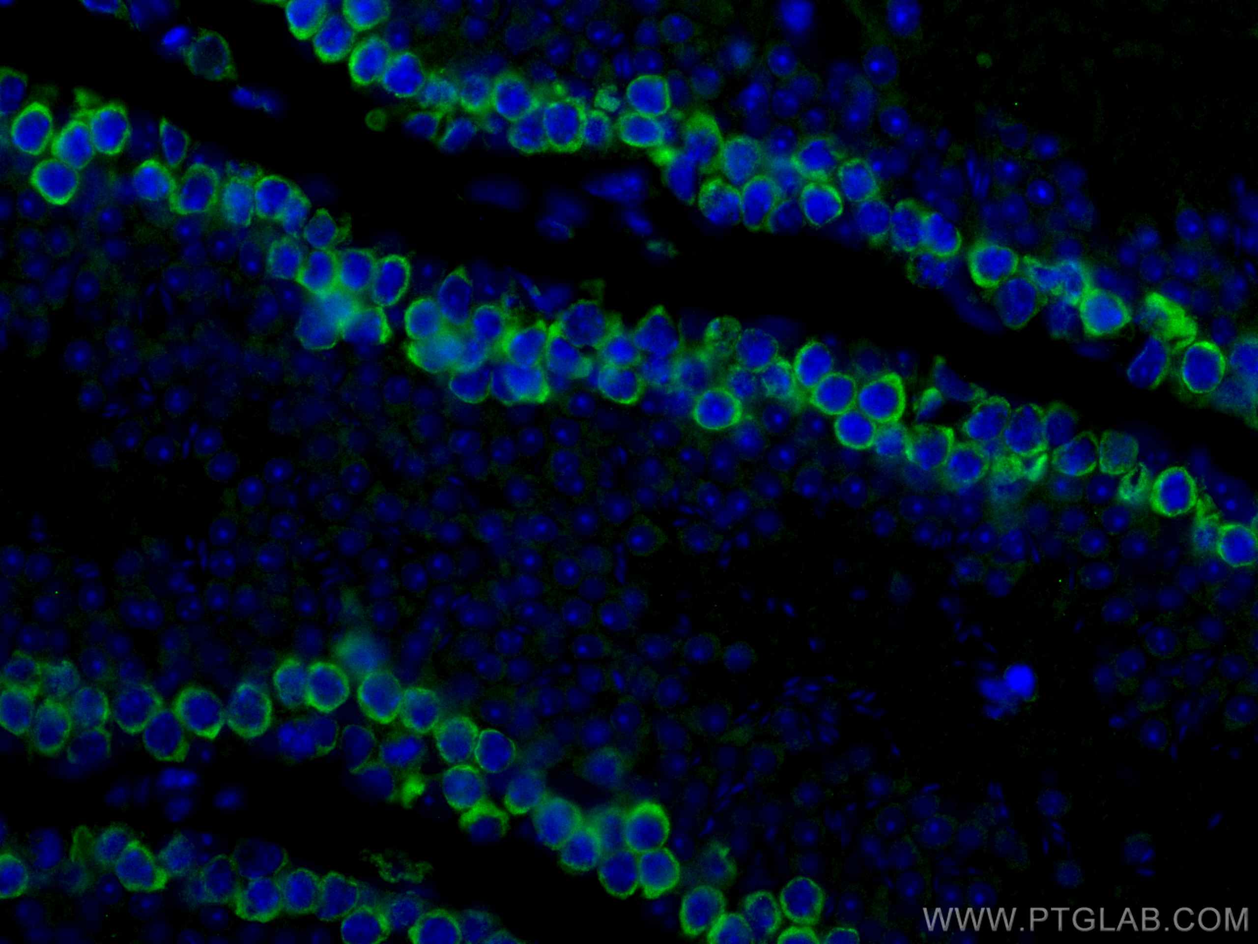 Immunofluorescence (IF) / fluorescent staining of mouse testis tissue using DAZL Polyclonal antibody (12633-1-AP)