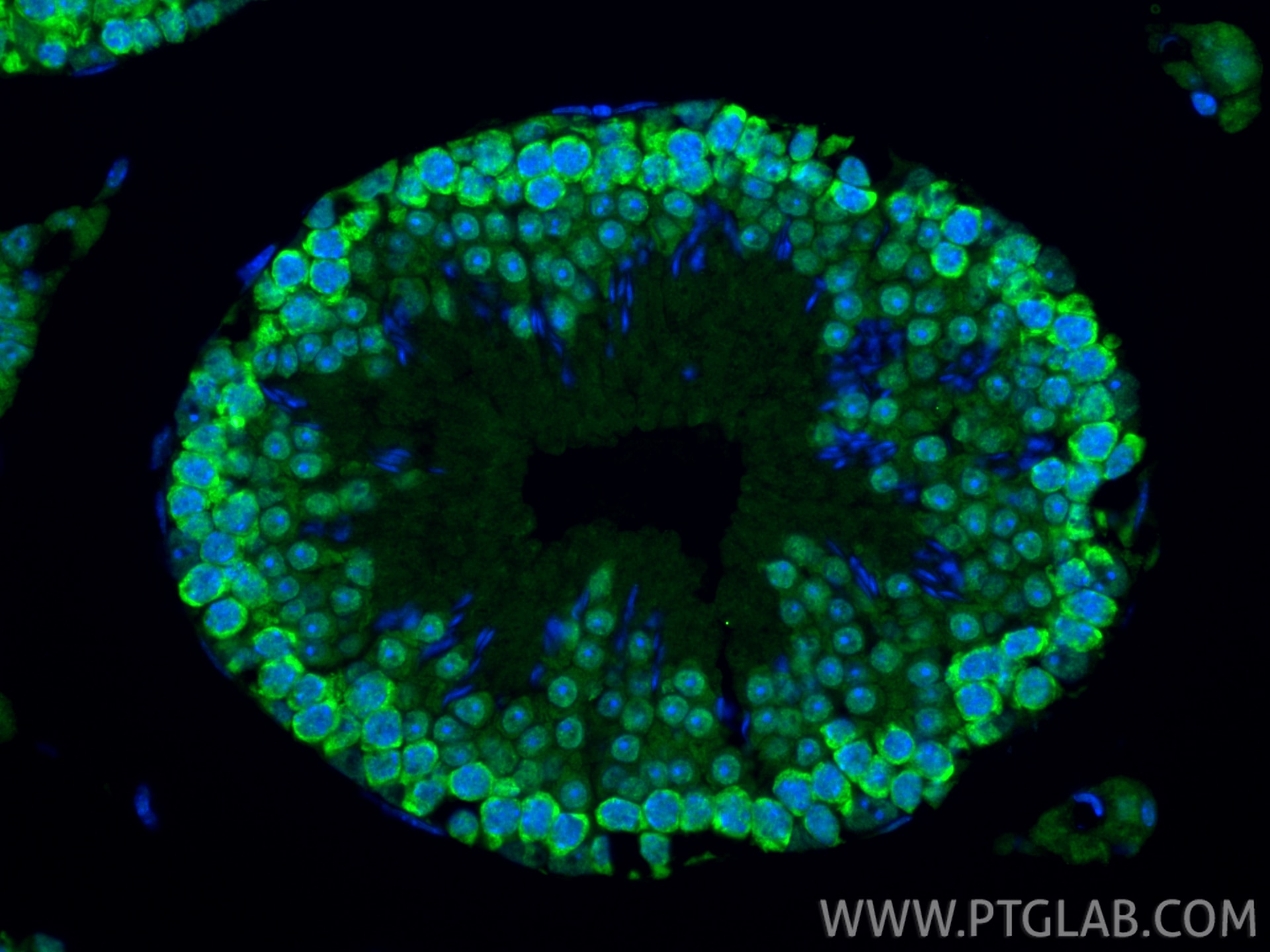 Immunofluorescence (IF) / fluorescent staining of mouse testis tissue using DAZL Polyclonal antibody (12633-1-AP)