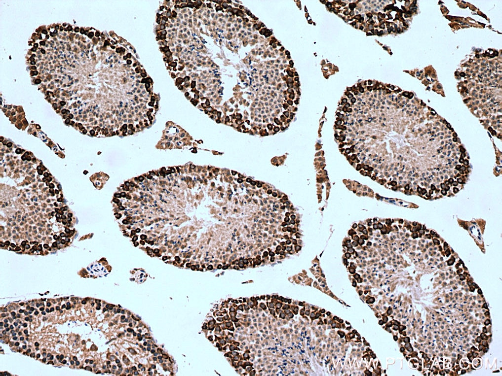 Immunohistochemistry (IHC) staining of mouse testis tissue using DAZL Polyclonal antibody (12633-1-AP)