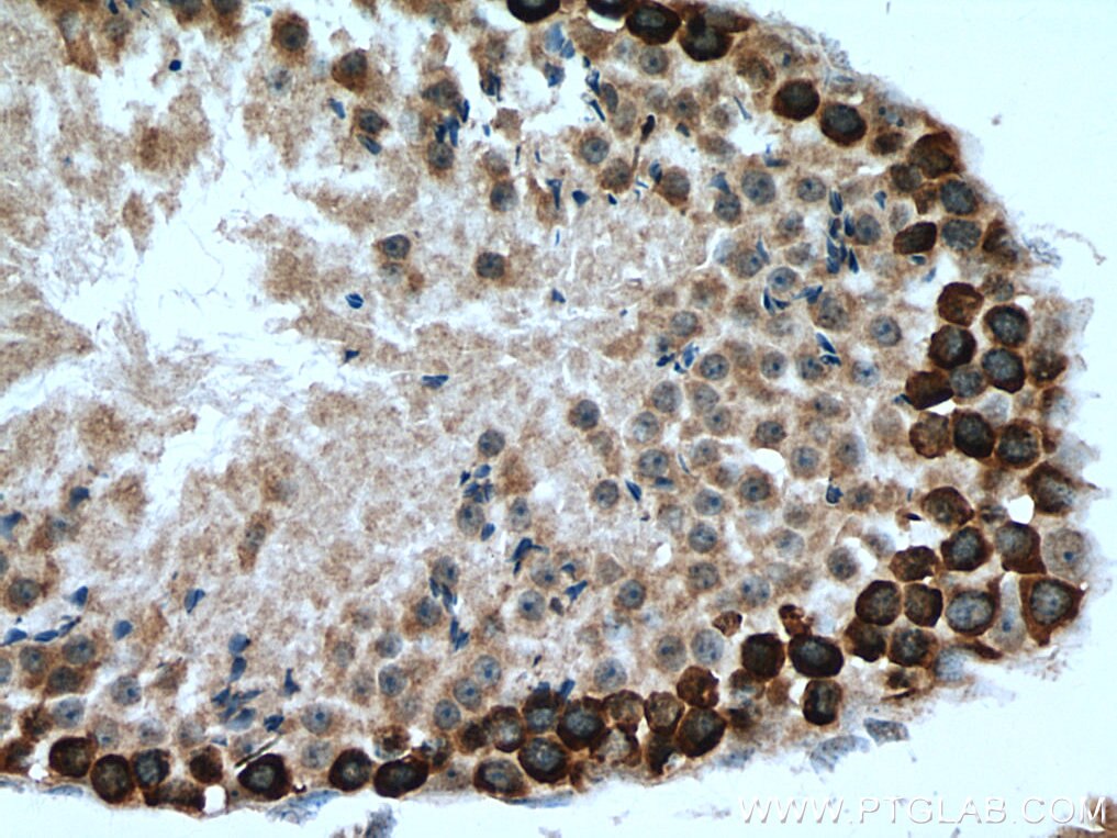 Immunohistochemistry (IHC) staining of mouse testis tissue using DAZL Polyclonal antibody (12633-1-AP)