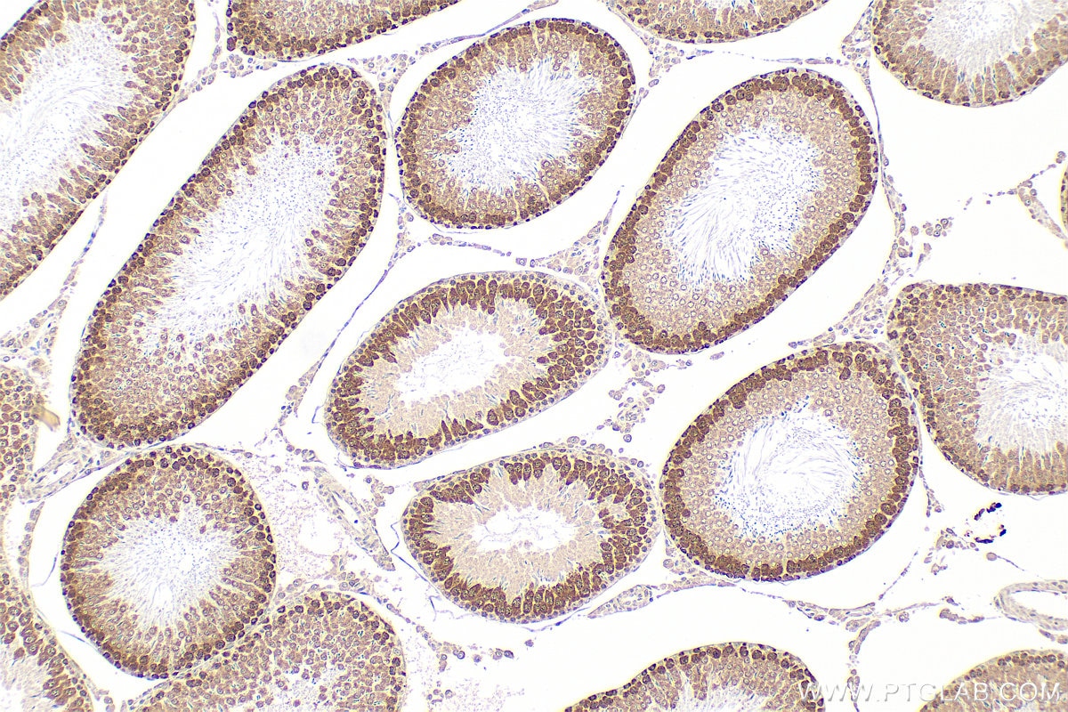 Immunohistochemistry (IHC) staining of rat testis tissue using DAZL Polyclonal antibody (12633-1-AP)