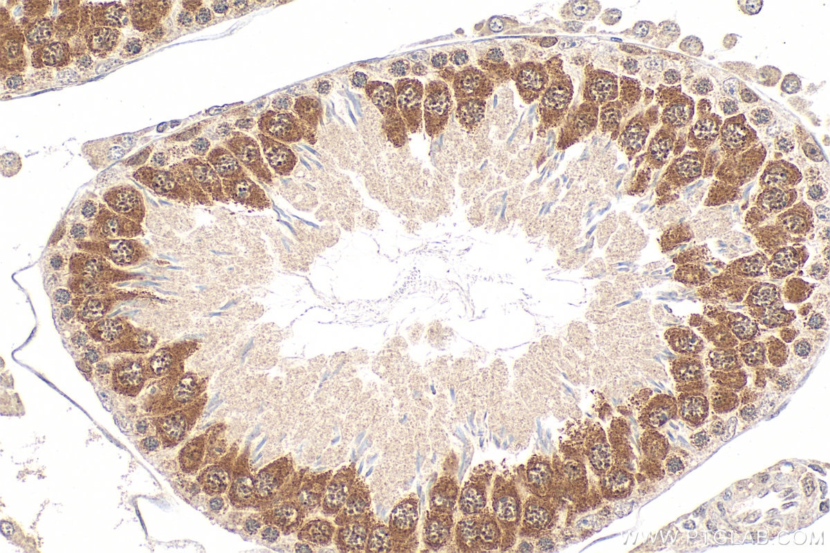 Immunohistochemistry (IHC) staining of rat testis tissue using DAZL Polyclonal antibody (12633-1-AP)