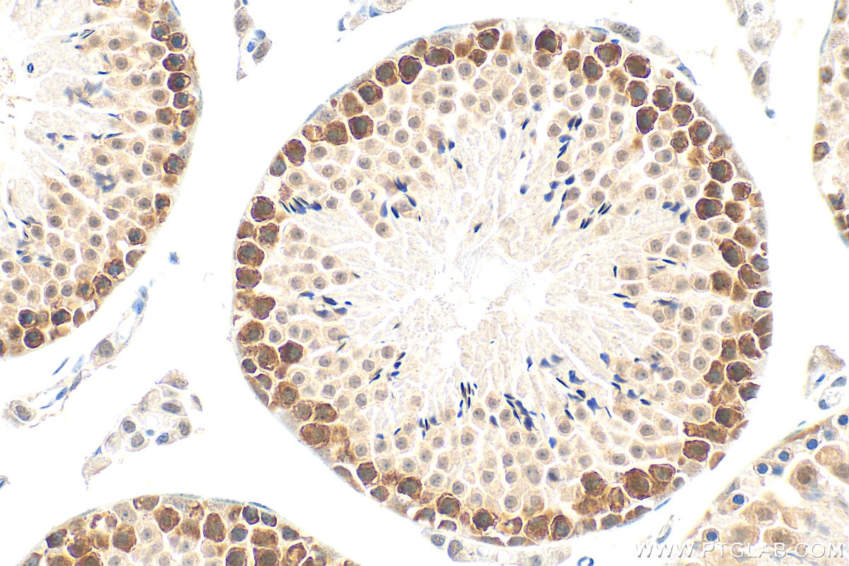 Immunohistochemistry (IHC) staining of mouse testis tissue using DAZL Polyclonal antibody (12633-1-AP)