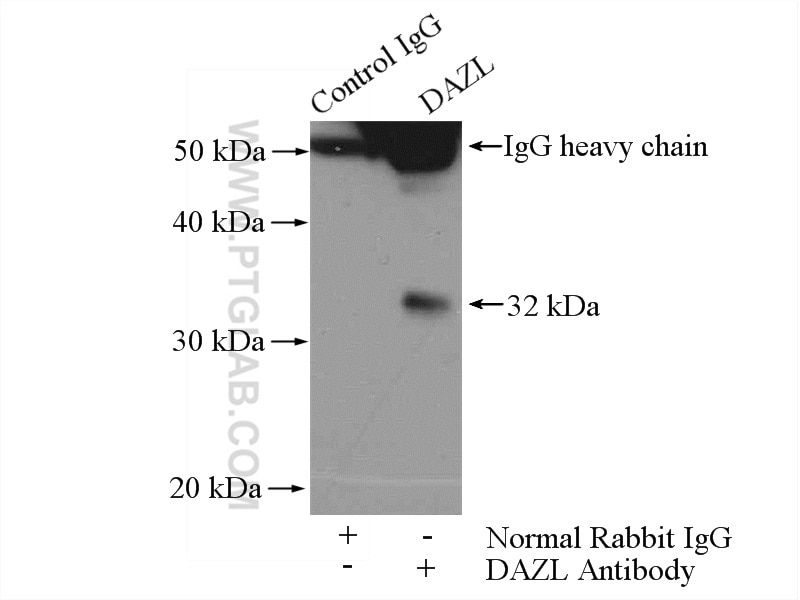 Immunoprecipitation (IP) experiment of mouse testis tissue using DAZL Polyclonal antibody (12633-1-AP)