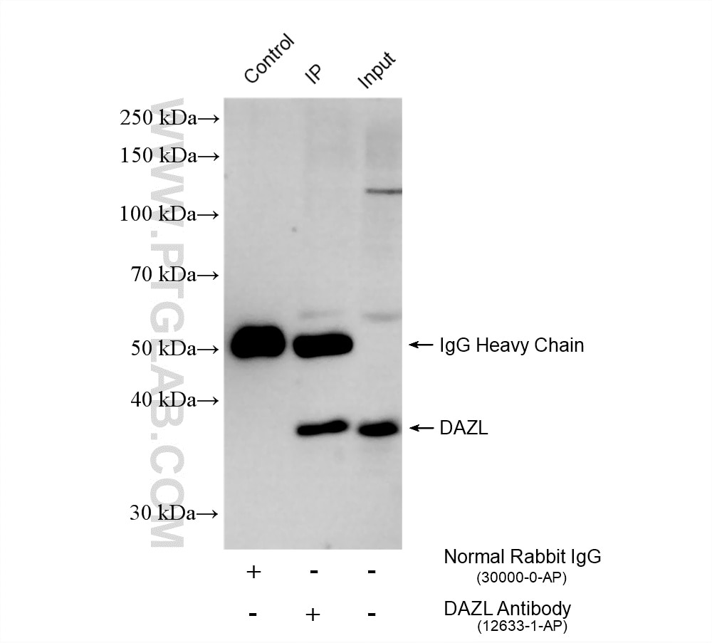 IP result of anti-DAZL (IP:12633-1-AP, 4ug; Detection:12633-1-AP 1:4000) with mouse testis tissue lysate 1520 ug. Immunoprecipitation (IP) experiment of mouse testis tissue using DAZL Polyclonal antibody (12633-1-AP)