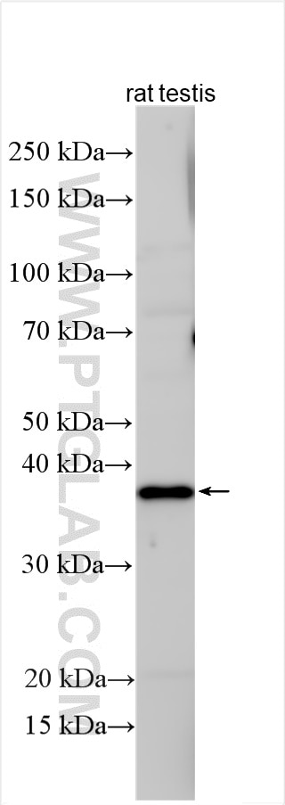 Western Blot (WB) analysis of various lysates using DAZL Polyclonal antibody (12633-1-AP)
