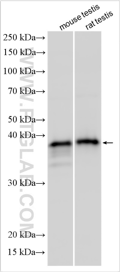Western Blot (WB) analysis of various lysates using DAZL Polyclonal antibody (12633-1-AP)