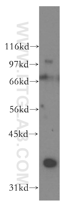 Western Blot (WB) analysis of mouse testis tissue using DAZL Polyclonal antibody (12633-1-AP)