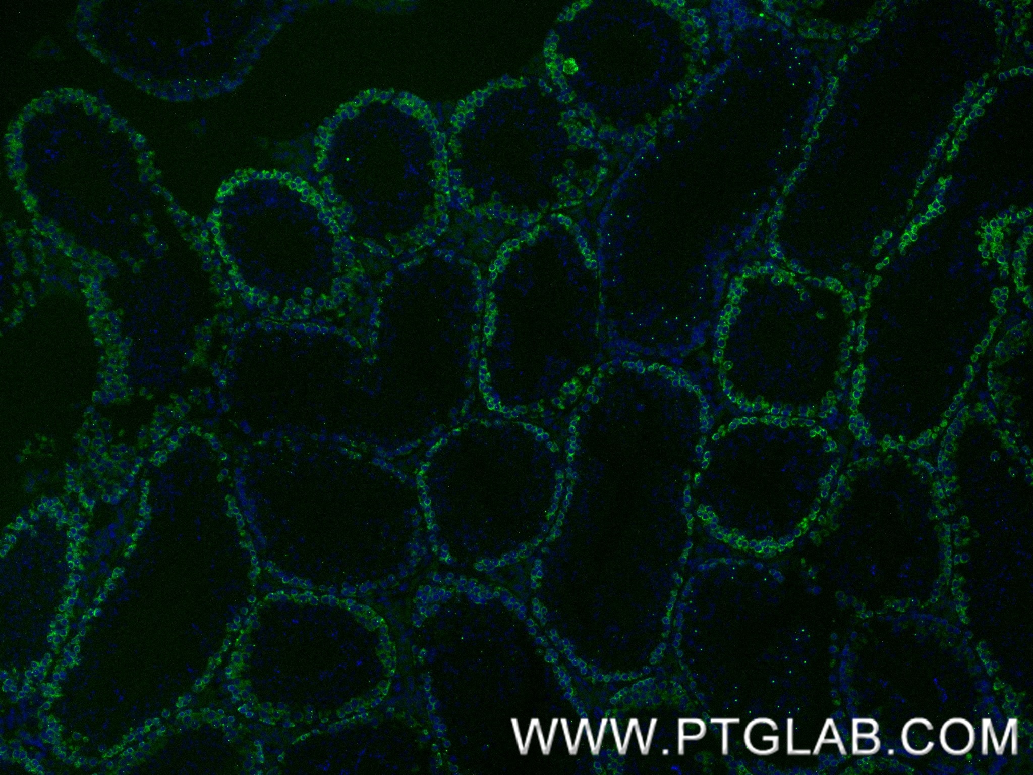 Immunofluorescence (IF) / fluorescent staining of mouse testis tissue using DAZL Recombinant antibody (86344-3-RR)