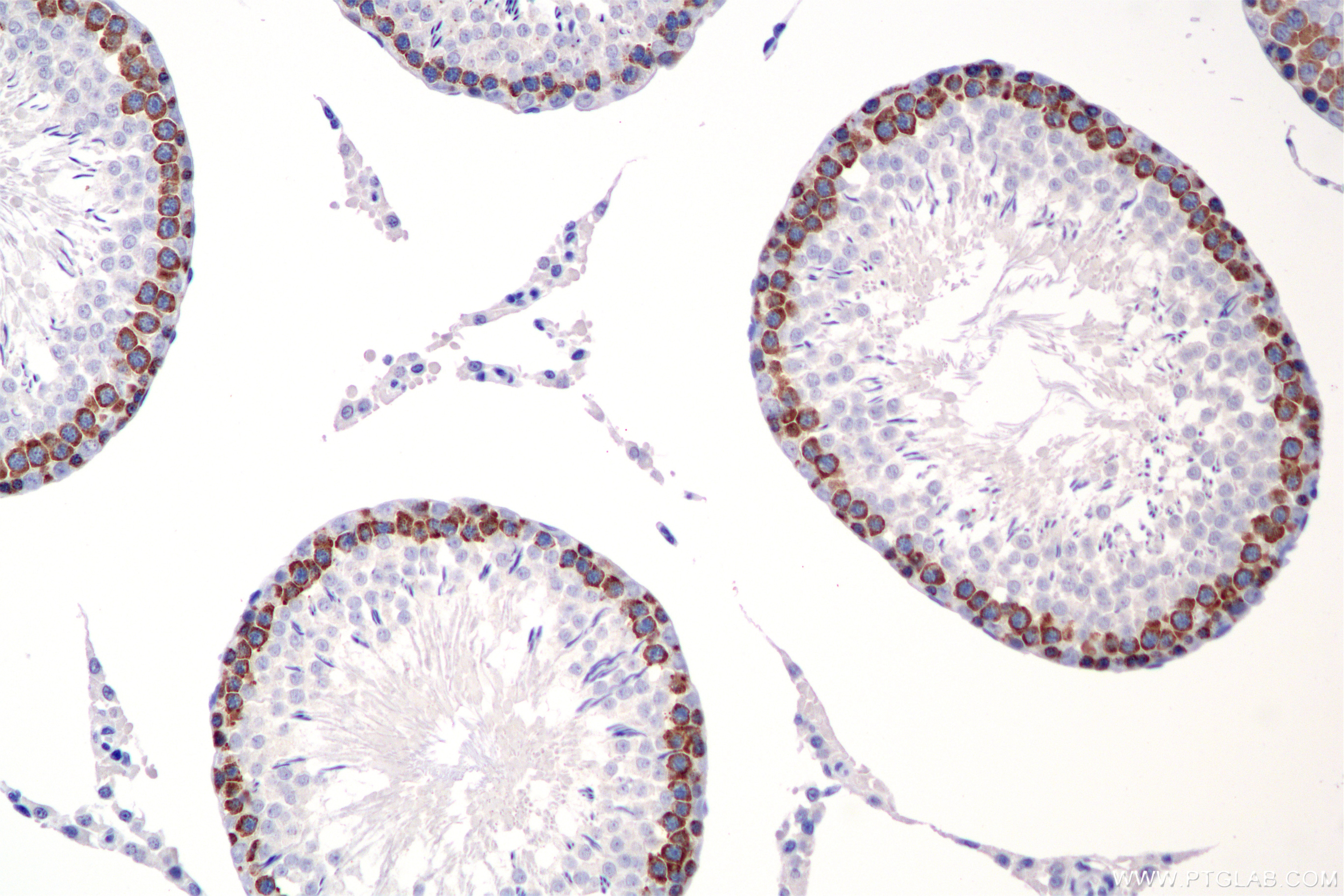 Immunohistochemistry (IHC) staining of rat testis tissue using DAZL Recombinant antibody (86344-3-RR)