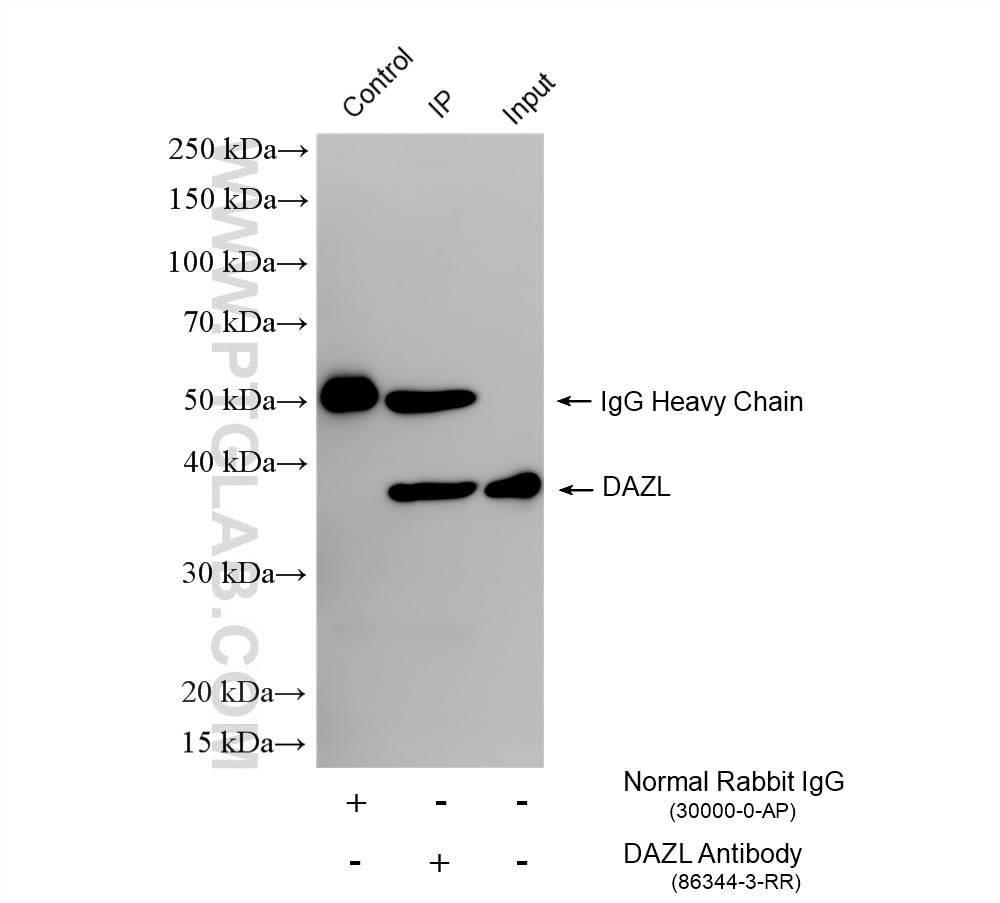 Immunoprecipitation (IP) experiment of mouse testis tissue using DAZL Recombinant monoclonal antibody (86344-3-RR)