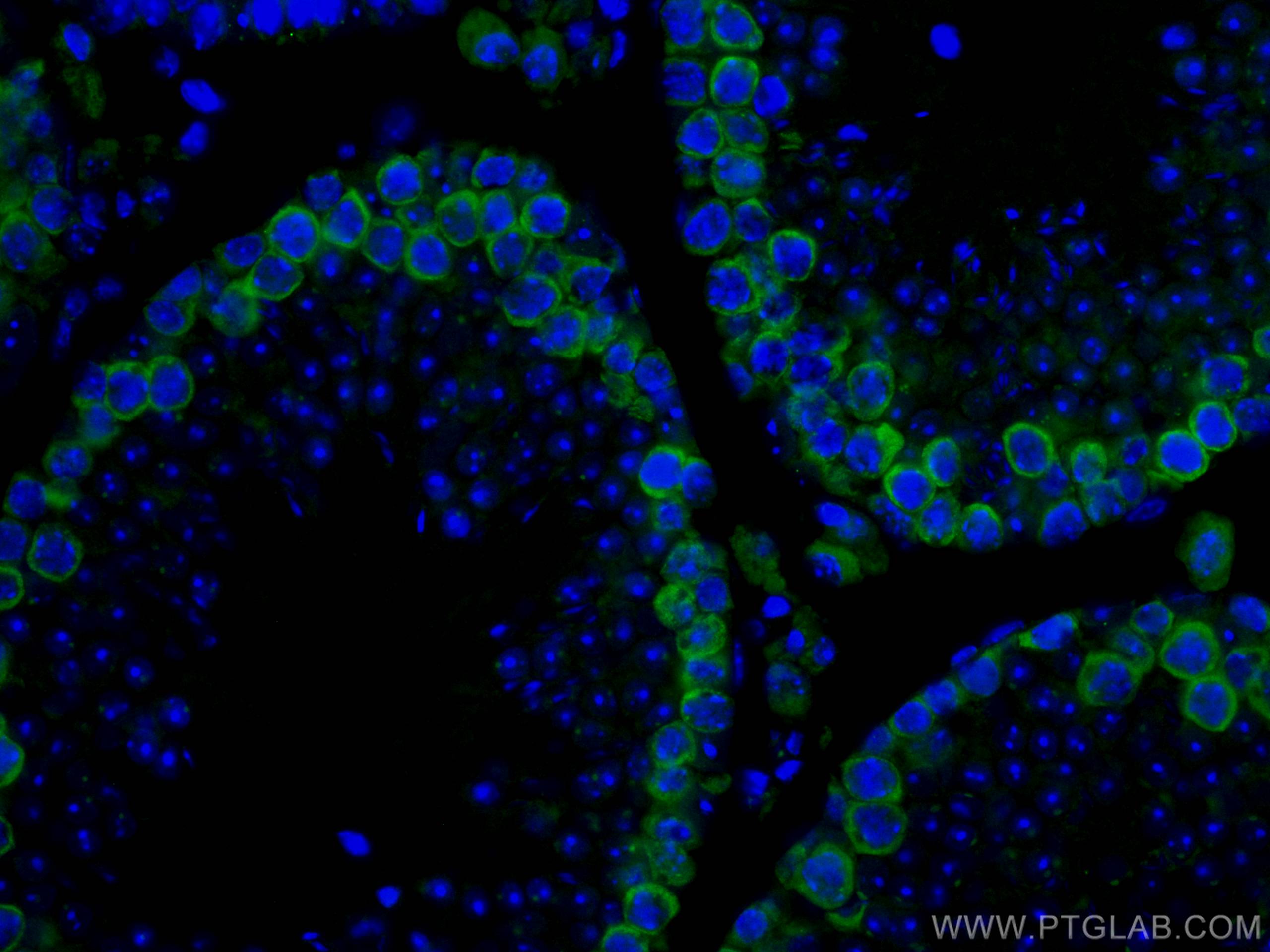 Immunofluorescence (IF) / fluorescent staining of mouse testis tissue using CoraLite® Plus 488-conjugated DAZL Polyclonal anti (CL488-12633)