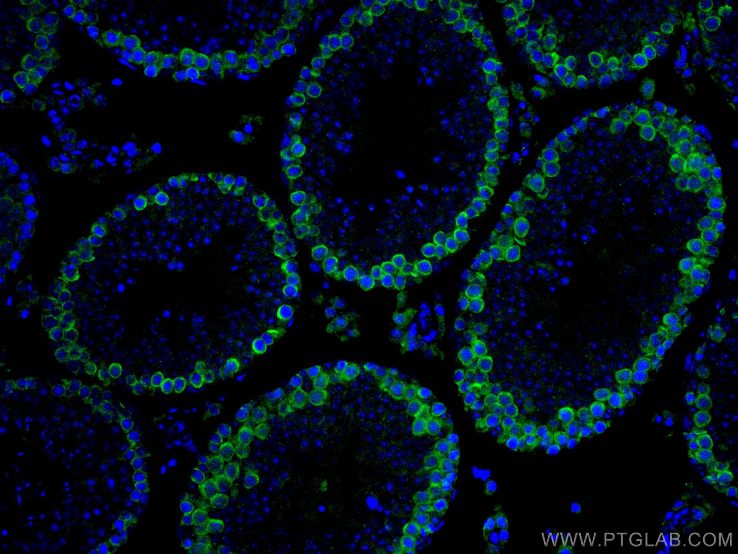 Immunofluorescence (IF) / fluorescent staining of mouse testis tissue using CoraLite® Plus 488-conjugated DAZL Polyclonal anti (CL488-12633)