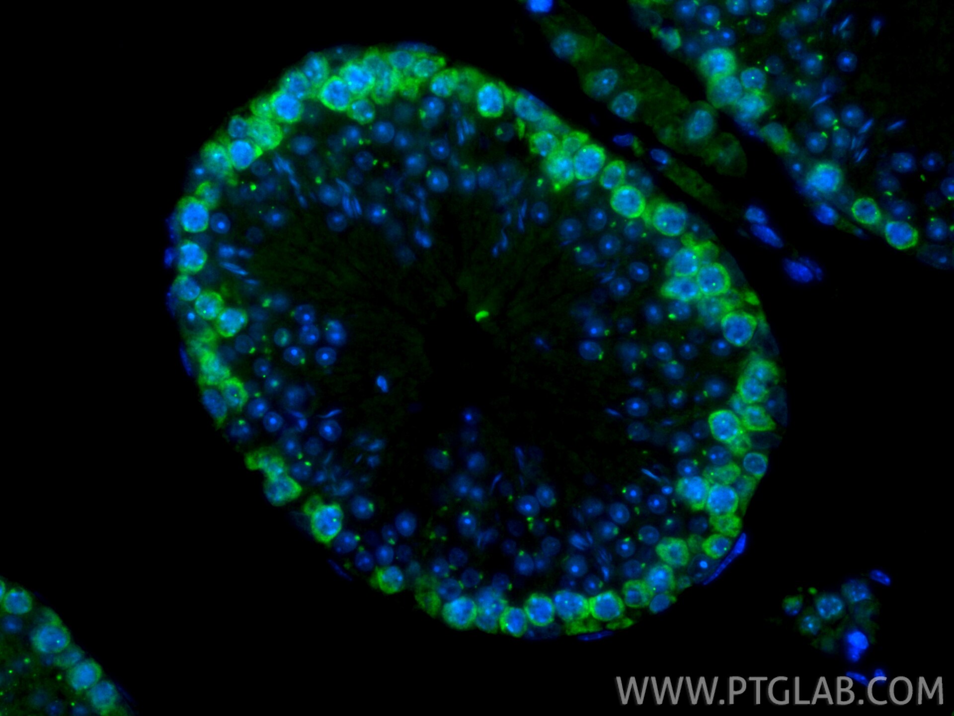 Immunofluorescence (IF) / fluorescent staining of mouse testis tissue using CoraLite® Plus 488-conjugated DAZL Recombinant mon (CL488-86344-3)