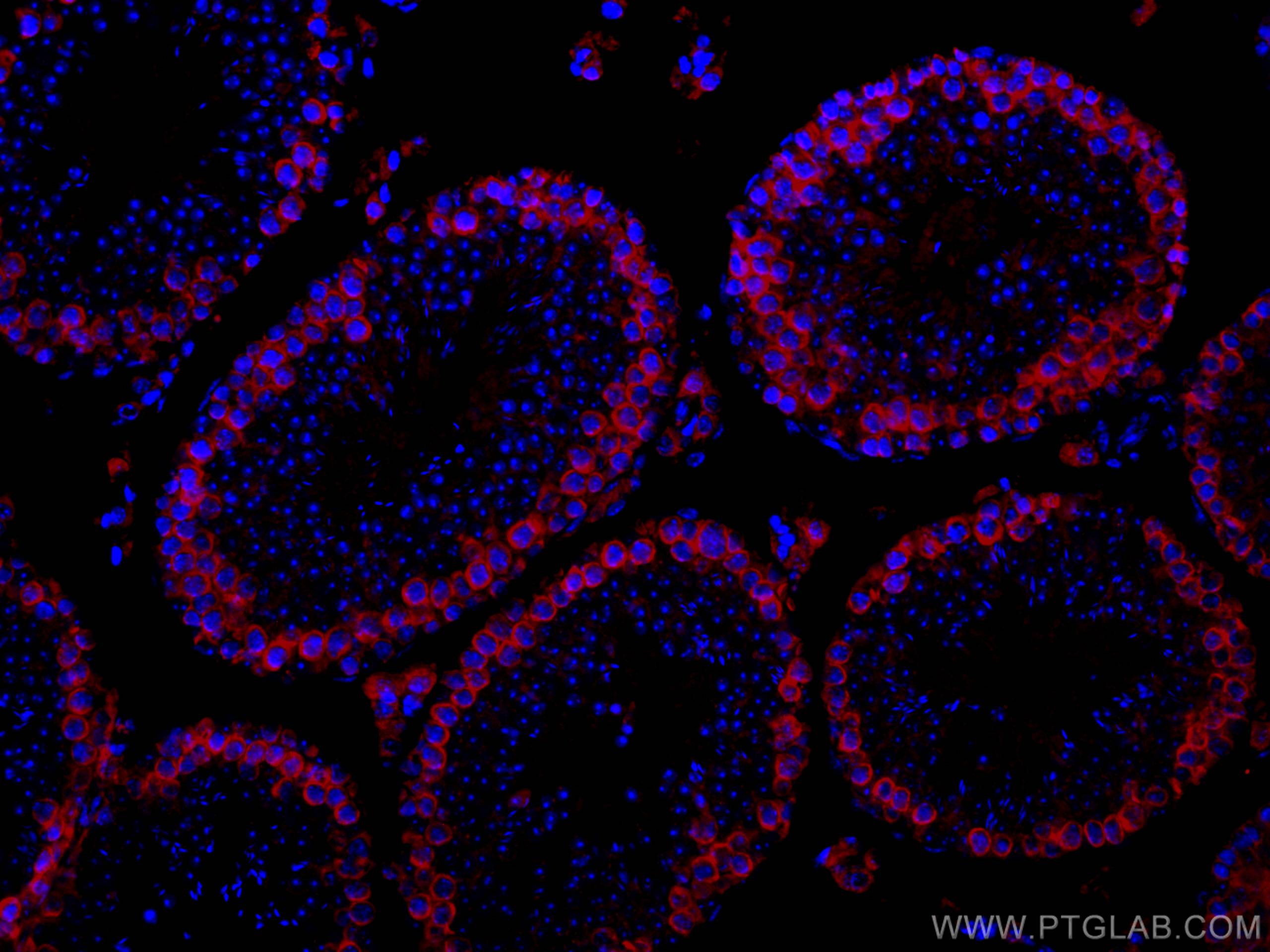 IF Staining of mouse testis using CL594-12633