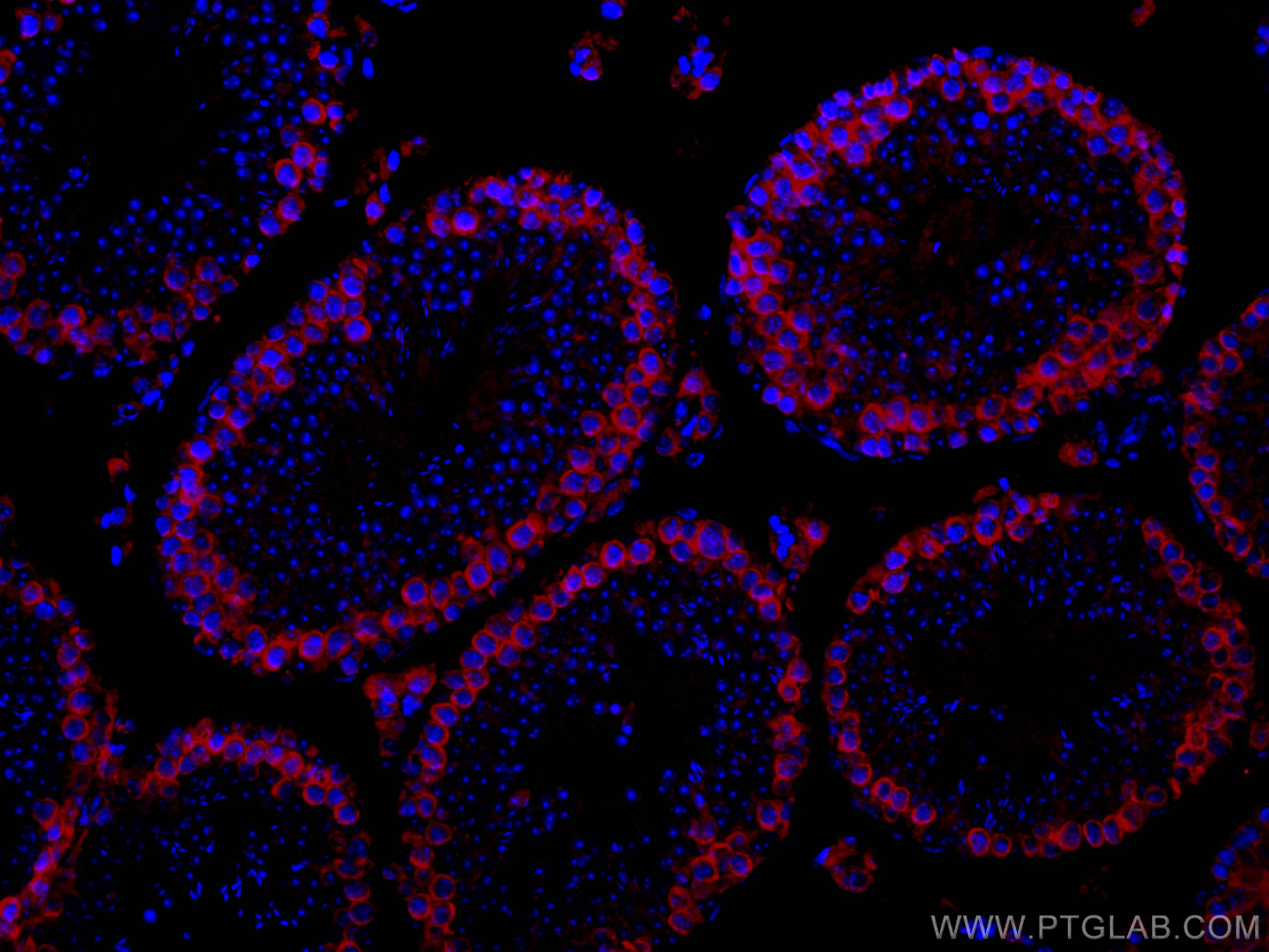 Immunofluorescence (IF) / fluorescent staining of mouse testis tissue using CoraLite®594-conjugated DAZL Polyclonal antibody (CL594-12633)