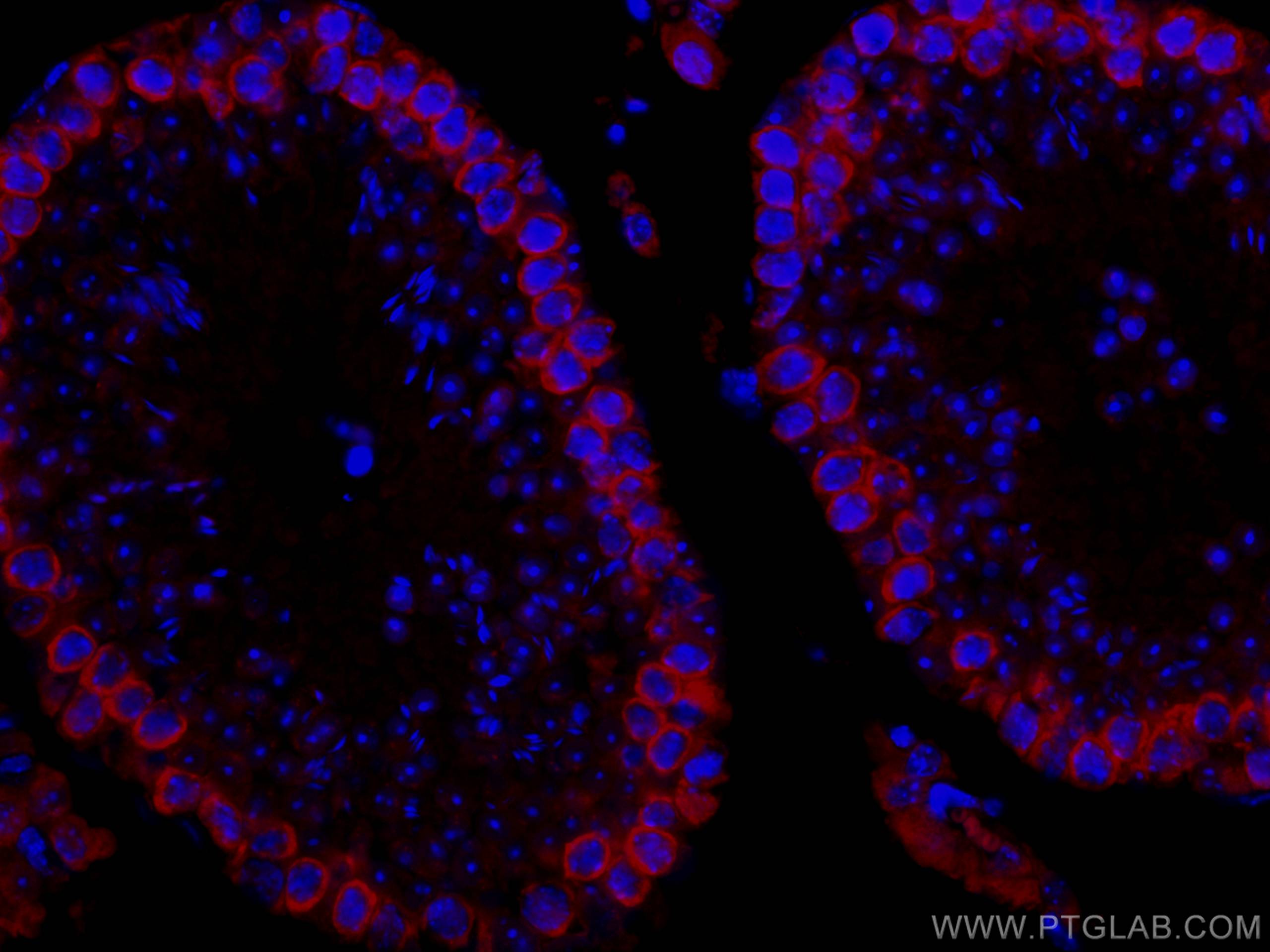 Immunofluorescence (IF) / fluorescent staining of mouse testis tissue using CoraLite®594-conjugated DAZL Polyclonal antibody (CL594-12633)