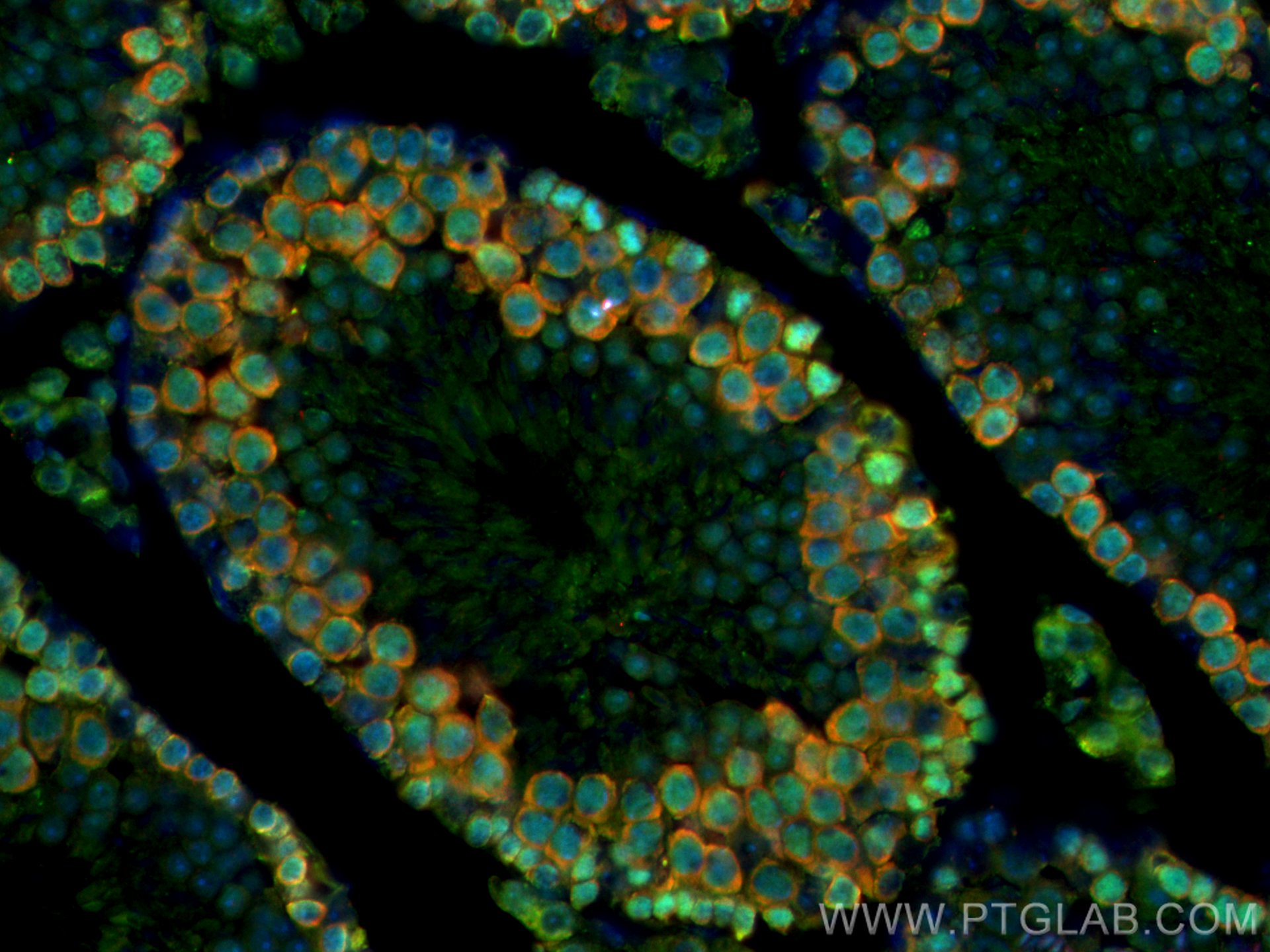 Immunofluorescence (IF) / fluorescent staining of mouse testis tissue using CoraLite®594-conjugated DAZL Polyclonal antibody (CL594-12633)