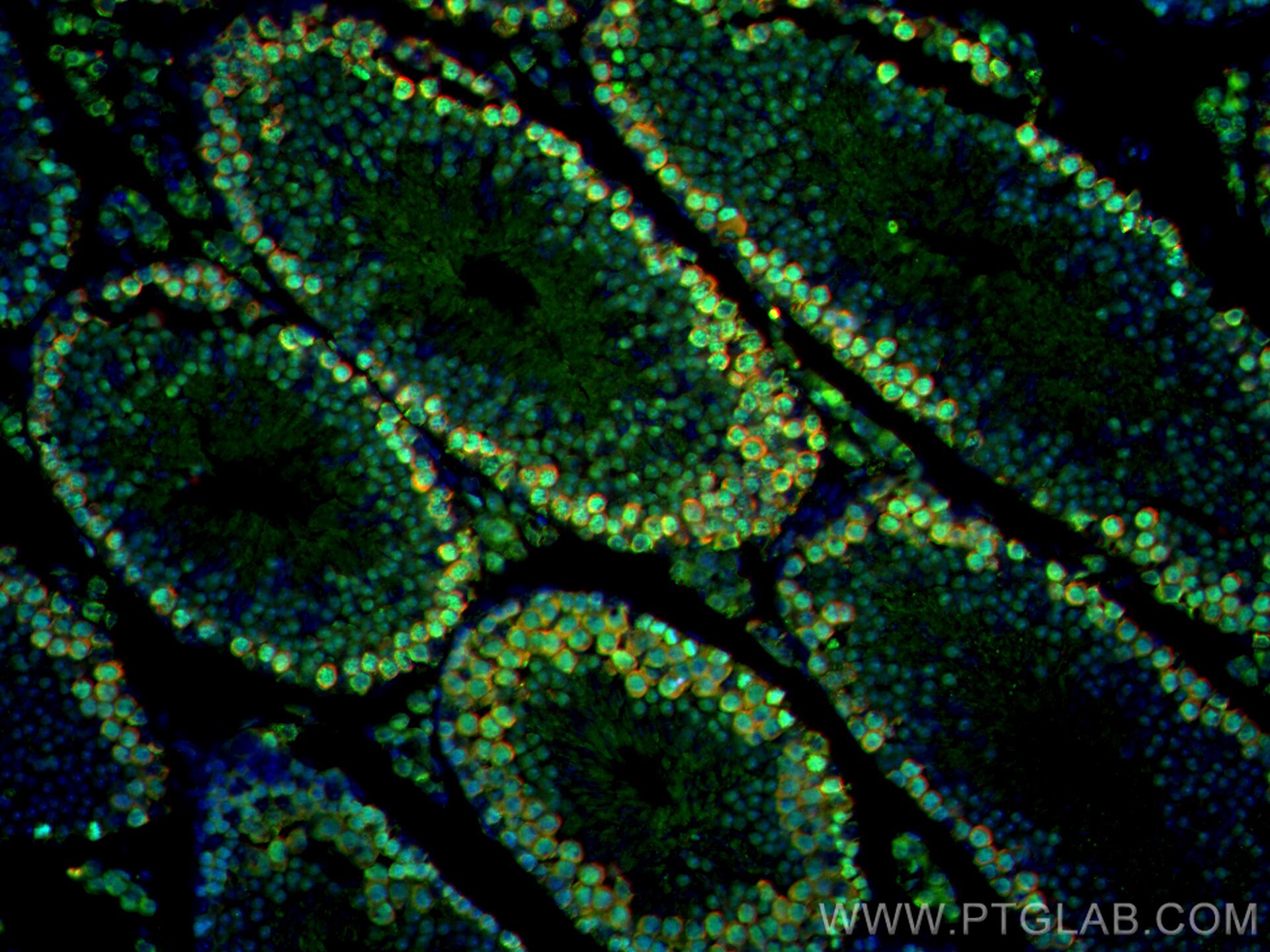 Immunofluorescence (IF) / fluorescent staining of mouse testis tissue using CoraLite®594-conjugated DAZL Polyclonal antibody (CL594-12633)