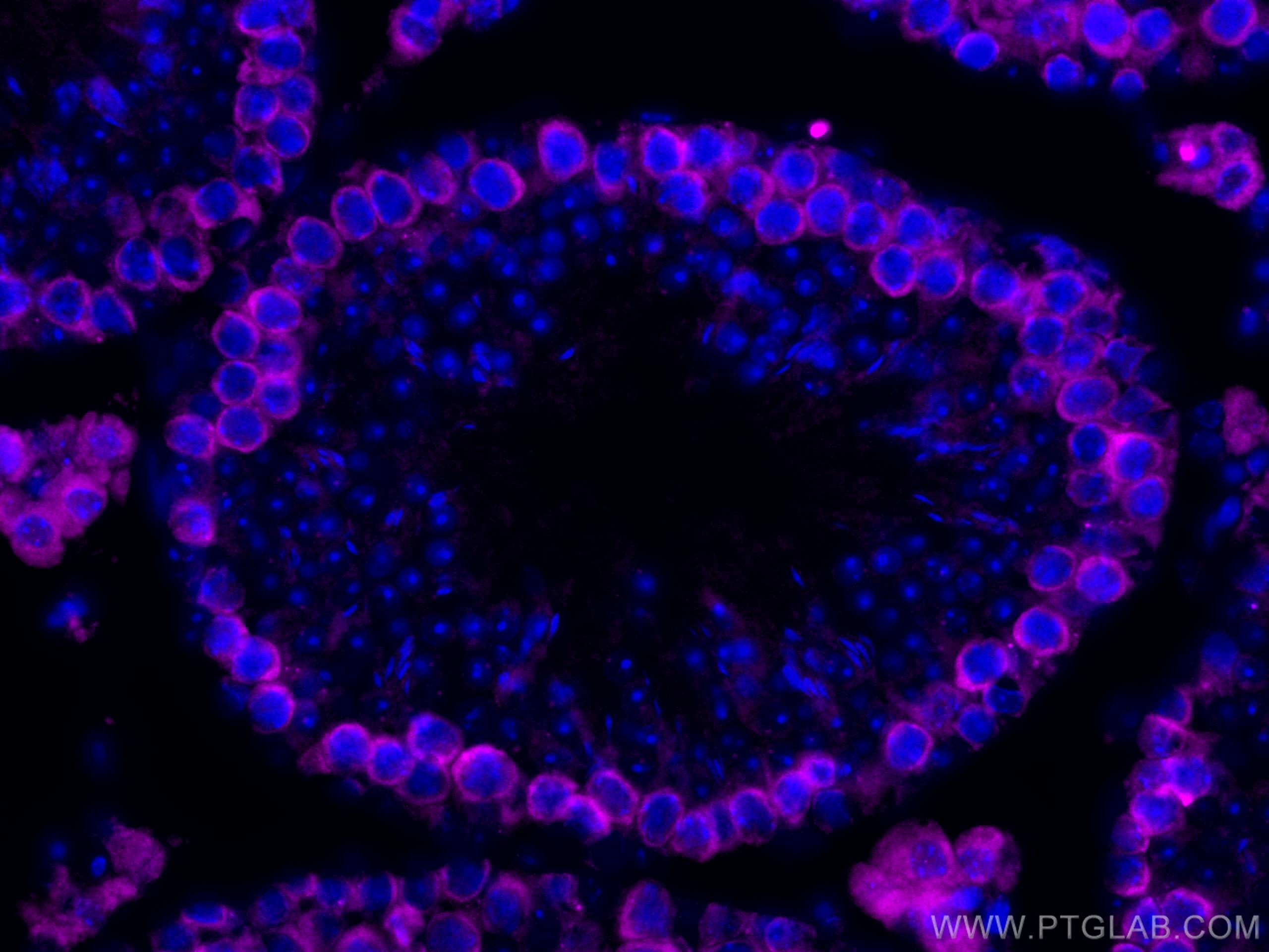 Immunofluorescence (IF) / fluorescent staining of mouse testis tissue using CoraLite® Plus 647-conjugated DAZL Polyclonal anti (CL647-12633)