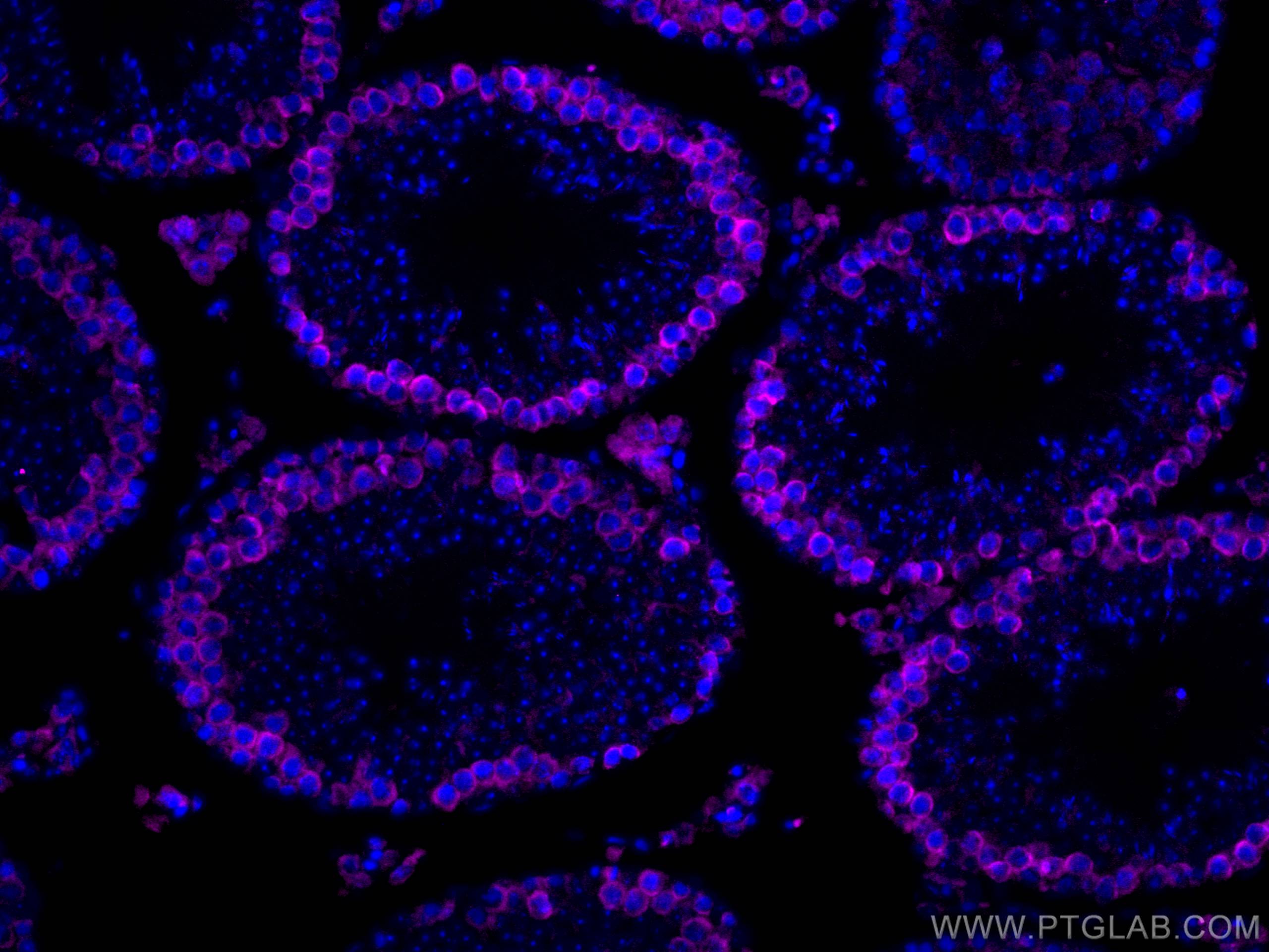 Immunofluorescence (IF) / fluorescent staining of mouse testis tissue using CoraLite®647-conjugated DAZL Polyclonal antibody (CL647-12633)