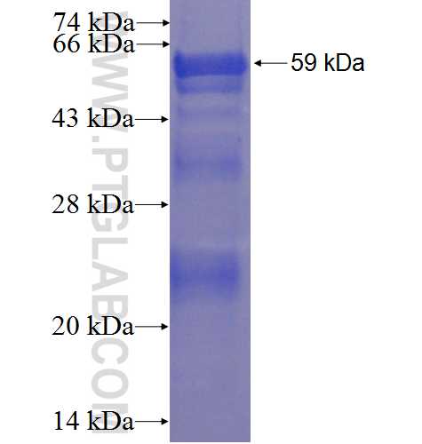 DAZL fusion protein Ag3326 SDS-PAGE
