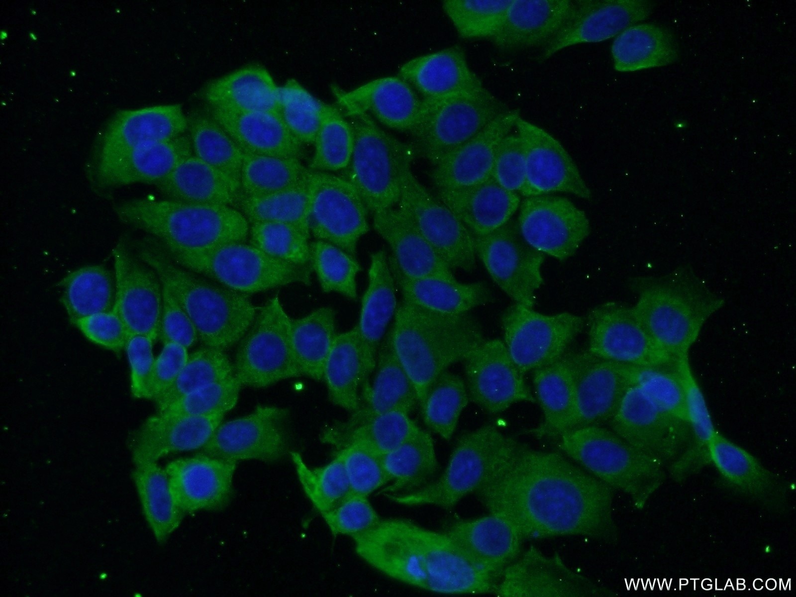 Immunofluorescence (IF) / fluorescent staining of MCF-7 cells using BRINP1 Monoclonal antibody (60336-1-Ig)