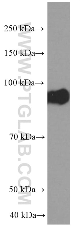 Western Blot (WB) analysis of mouse brain tissue using BRINP1 Monoclonal antibody (60336-1-Ig)