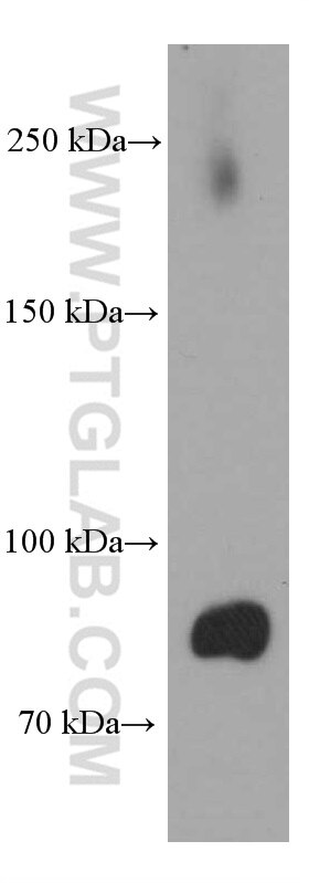 Western Blot (WB) analysis of pig brain tissue using BRINP1 Monoclonal antibody (60336-1-Ig)