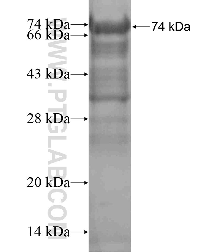 DBC1 fusion protein Ag18374 SDS-PAGE