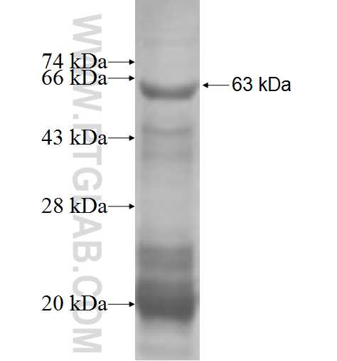 DBC1 fusion protein Ag2044 SDS-PAGE