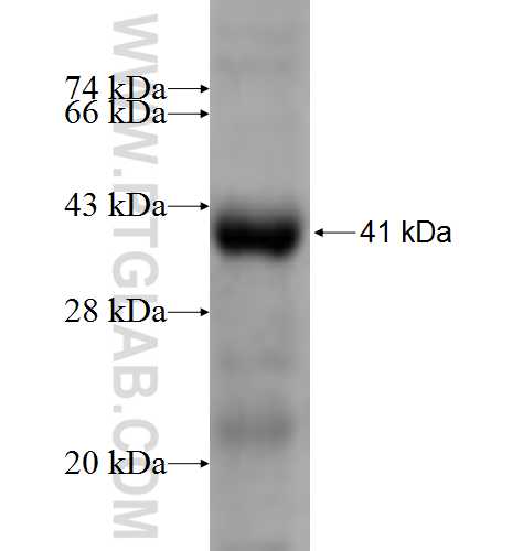 DBC1 fusion protein Ag6588 SDS-PAGE