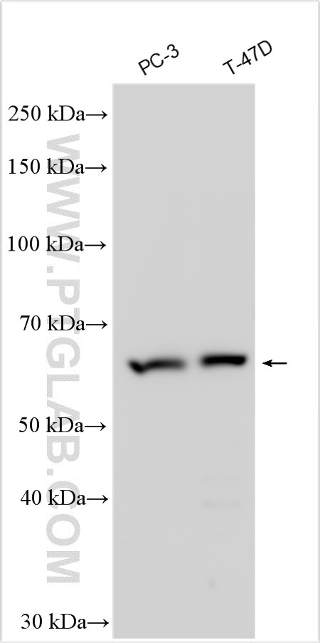 Western Blot (WB) analysis of various lysates using DBF4B Polyclonal antibody (26214-1-AP)